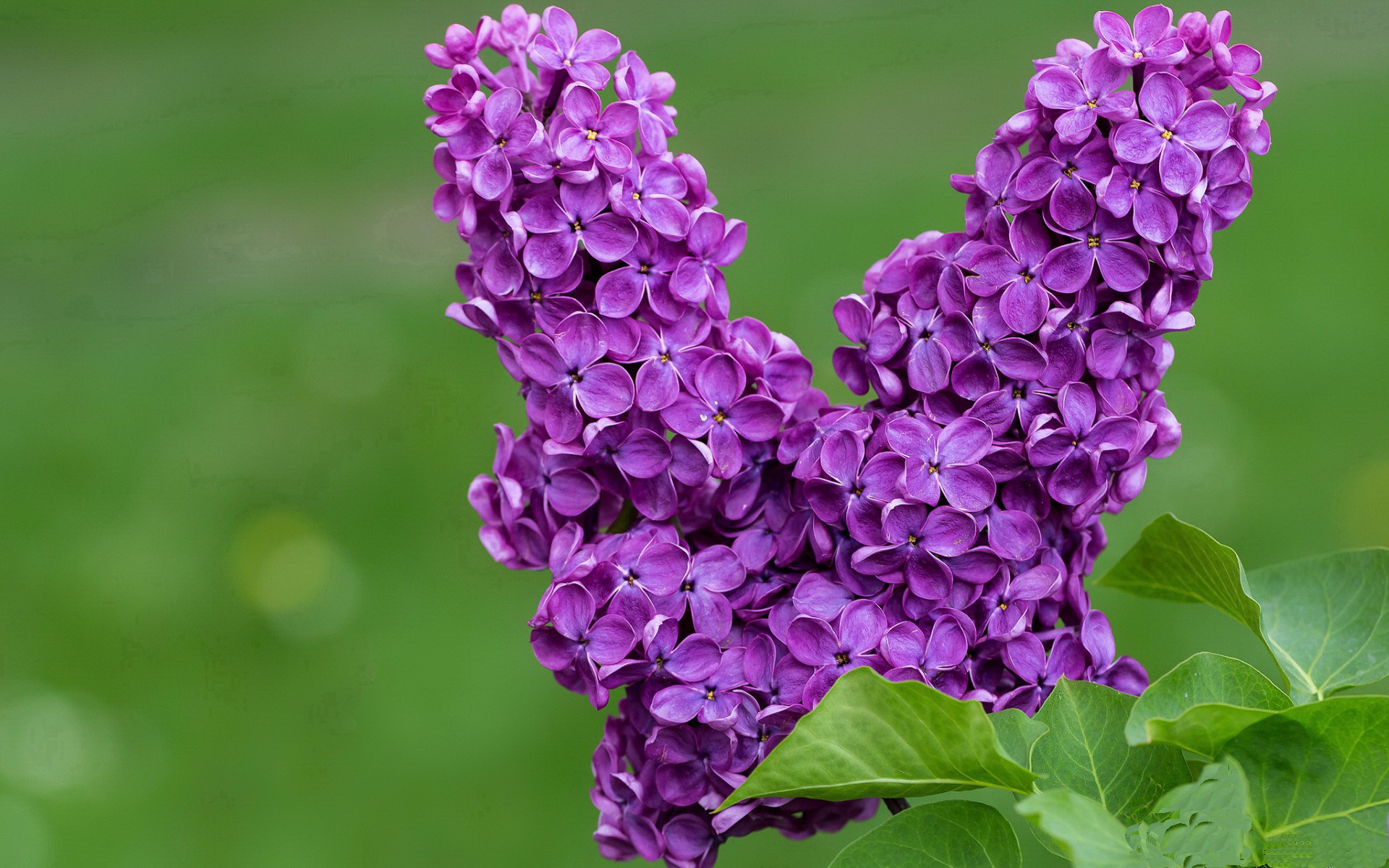 德甲球队利用视觉注意力追踪优化传球决策效率分析,视觉足球