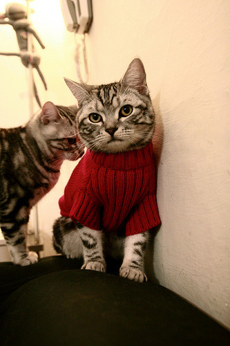 意甲球队赛季中期使用HRV数据预测伤病风险的实证研究，意甲var