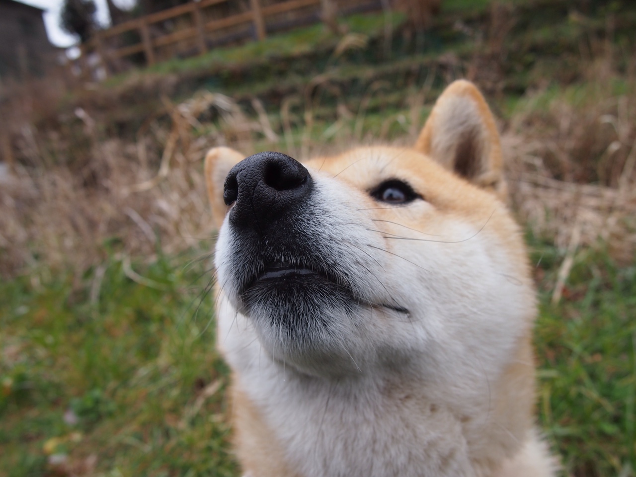 亚洲杯国足迎战 球迷高呼全力以赴,亚洲杯国足比赛