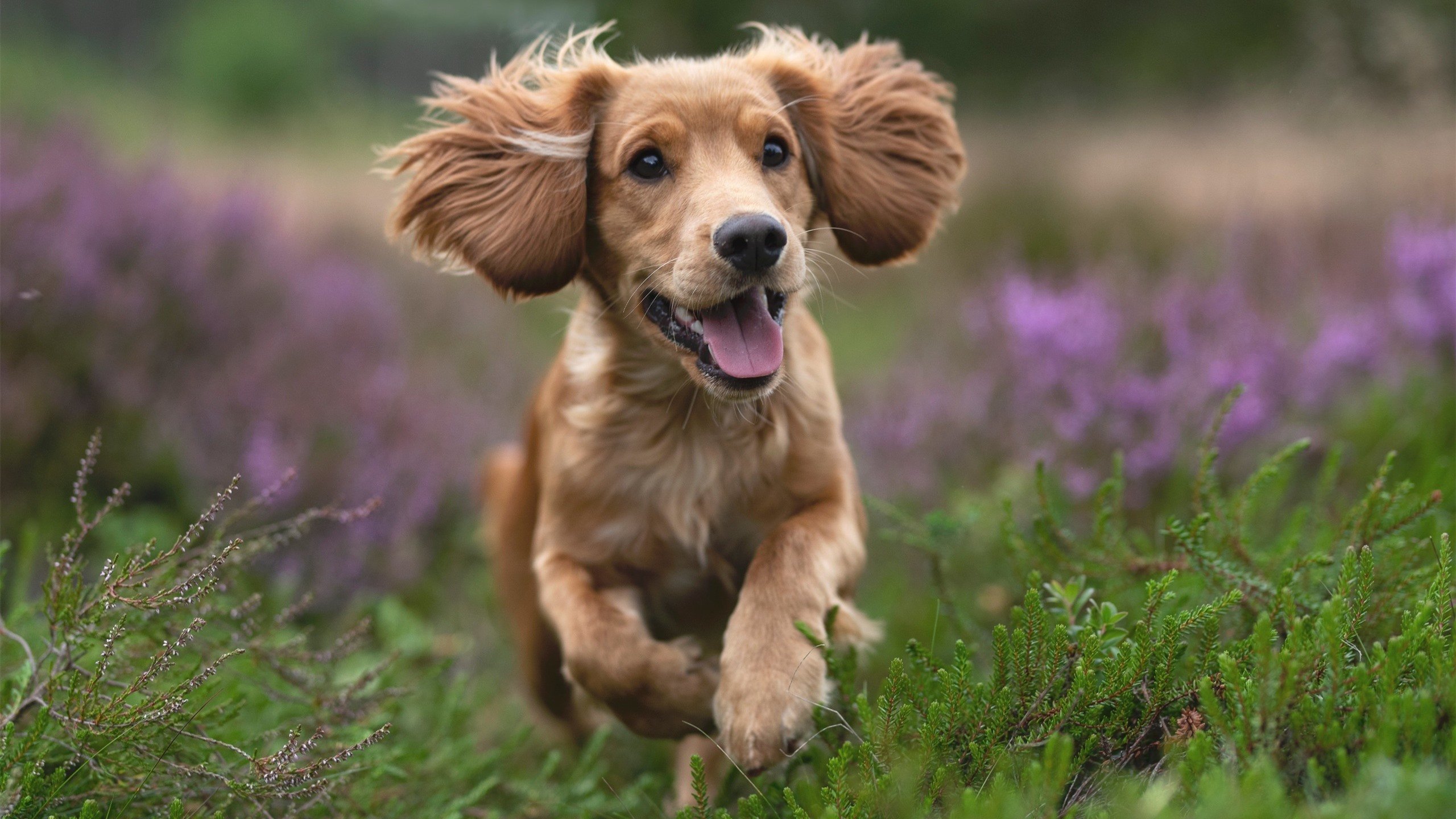 开云官方-未来方向：Chinese Taipei团队如何加速国际化步伐，china taipei