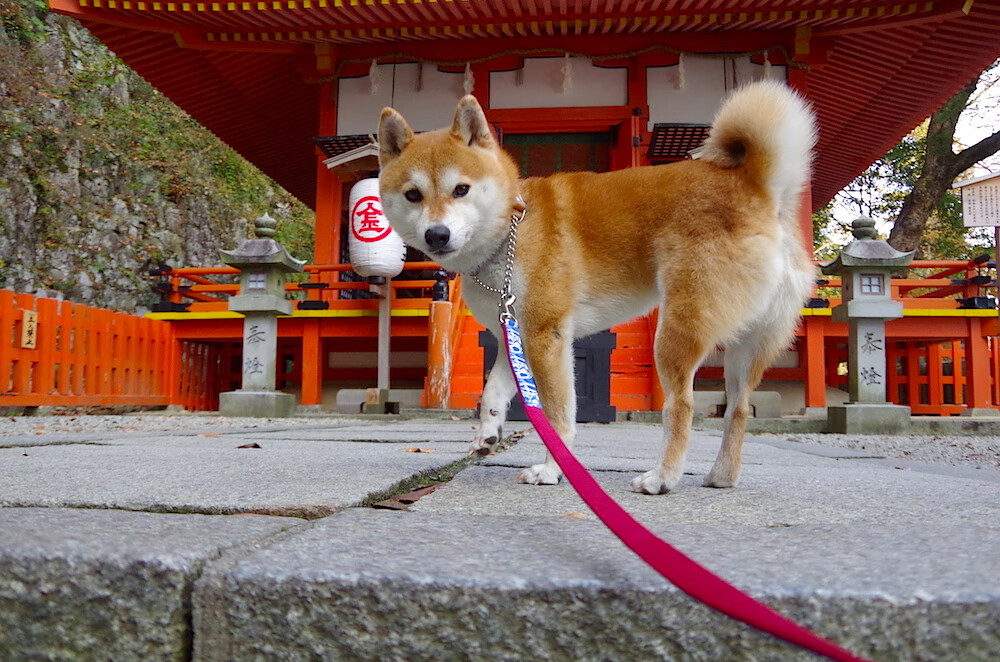 塞尔·拉恩：快速反击的终结者，全黑队的“速度之王”