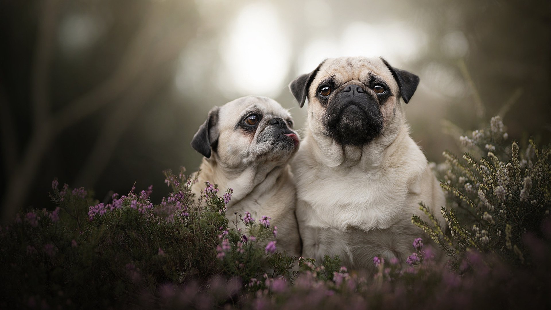 斯洛伐克男篮在欧洲大赛中追梦不停，迈向更远的目标，斯洛伐克篮球国家队