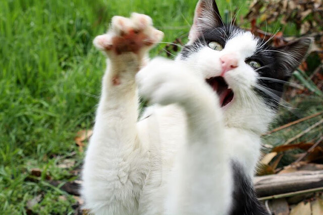 赛场音乐版权争议解决，赛会运营回归正轨，赛场dj